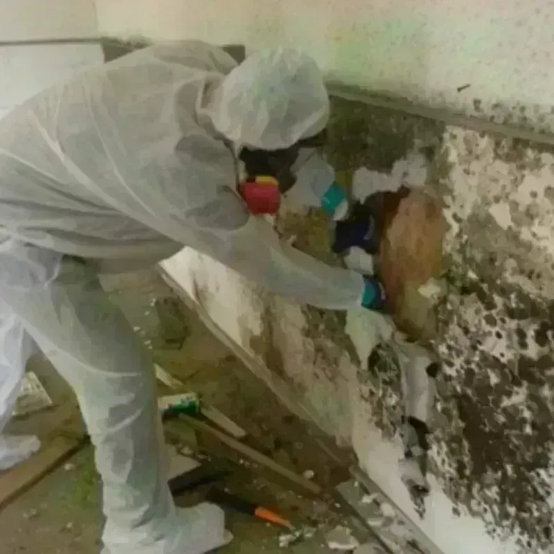 Mold Remediation and Removal in Catron County, NM